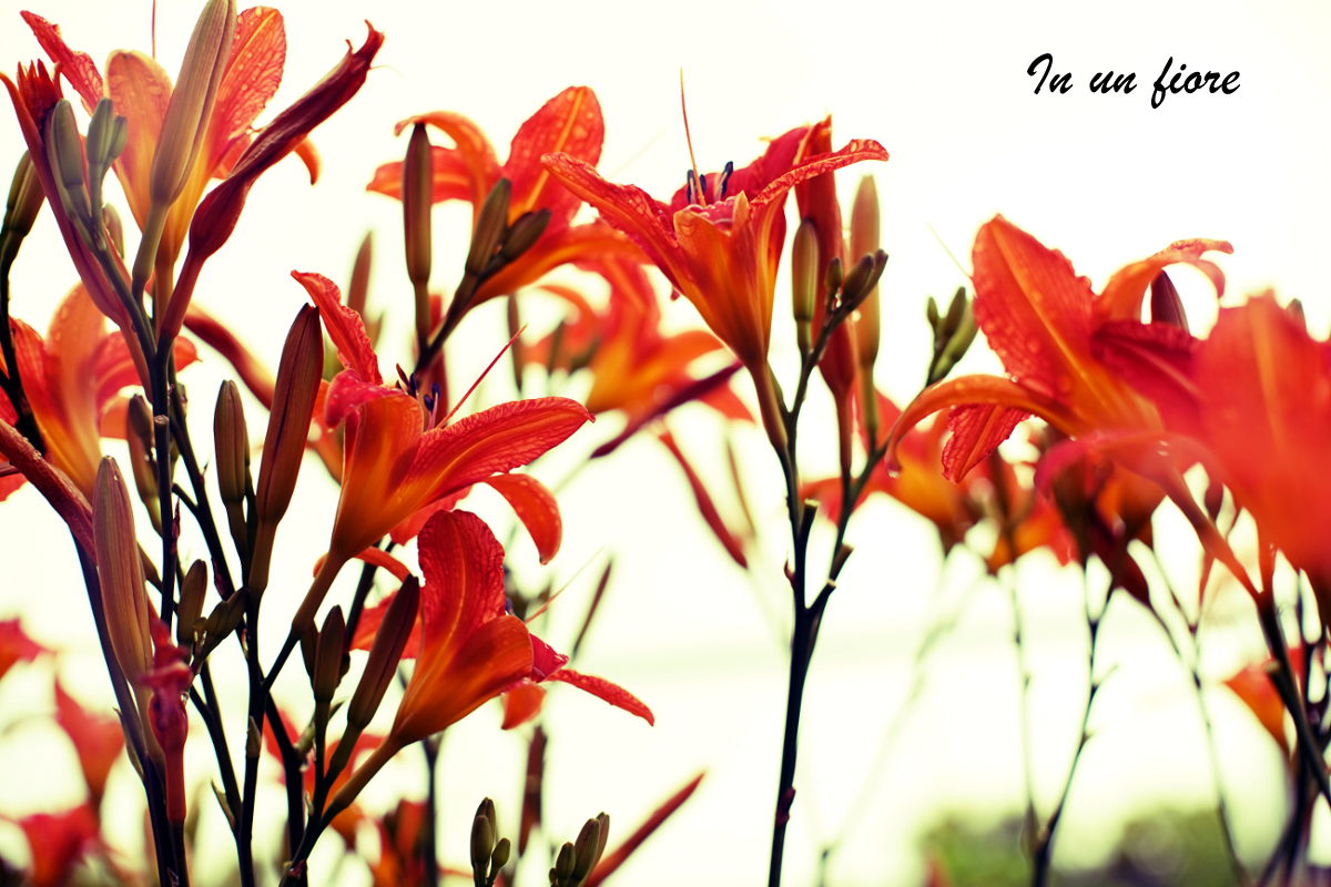 Fiori in primo piano, foto di paesaggio